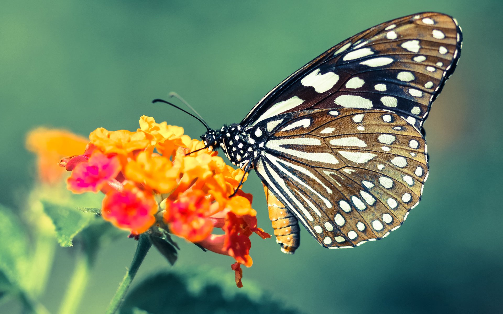 fb体育全站-拉齐奥队击败国米，狂轰五球主场喜迎大胜佳绩稳步上升，拉齐奥球队在哪个城市