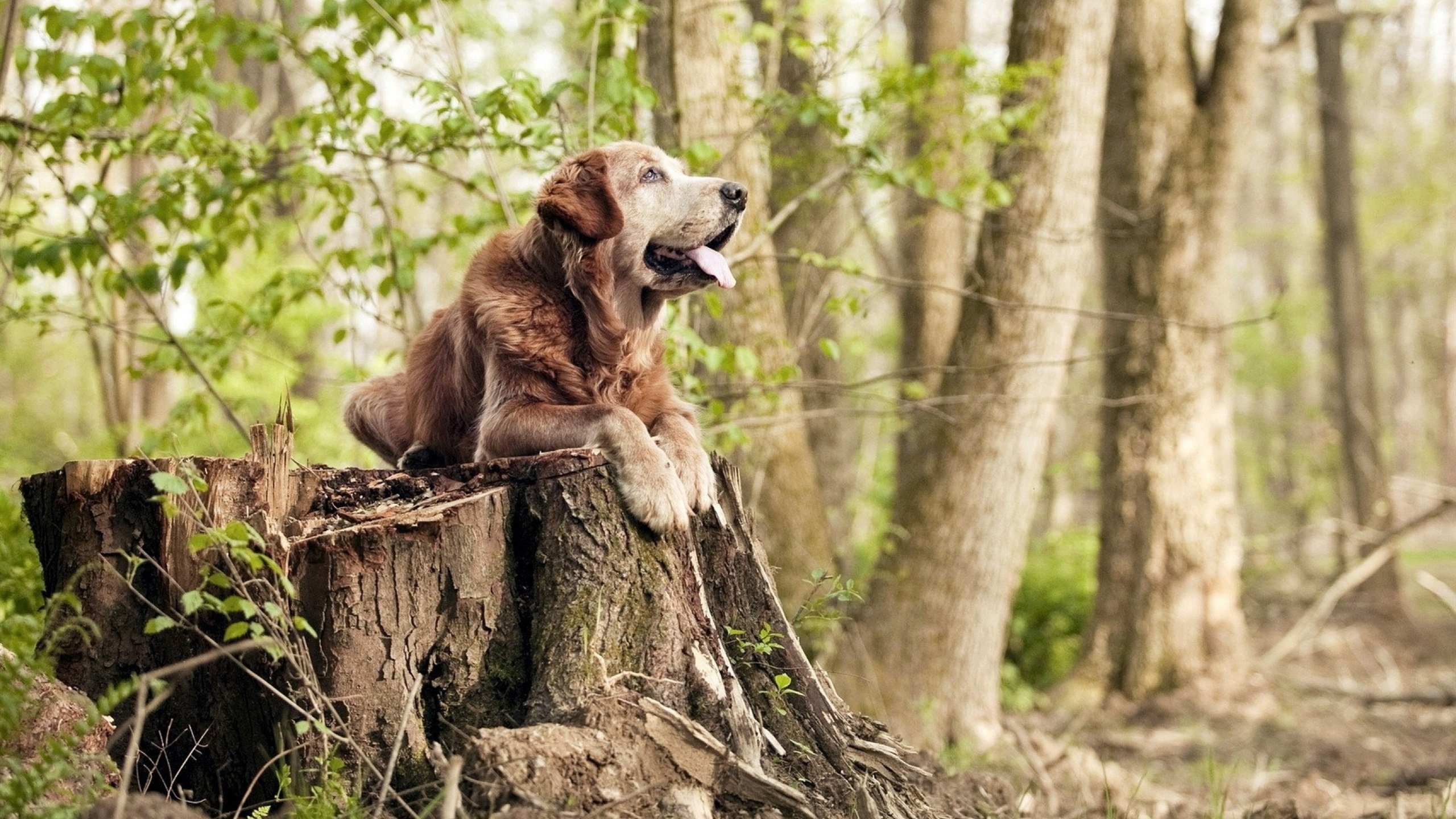 fb体育全站-梅西绝杀瞬间震撼球迷，助巴萨队逆袭晋级，梅西助攻巴萨重返榜首