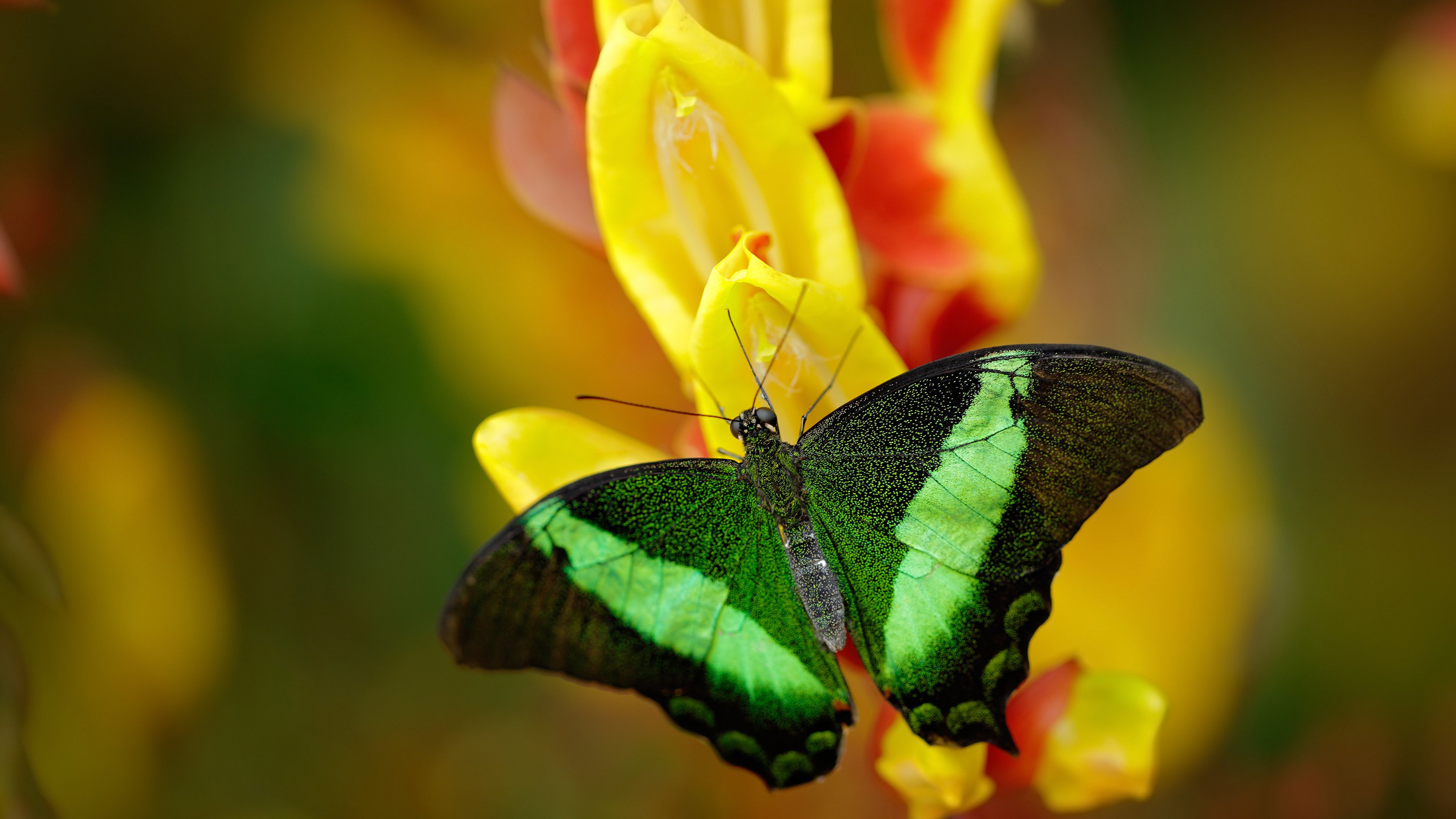 FB体育平台-中国篮球职业联赛俱乐部青训人才培养模式创新,中国篮球青训队