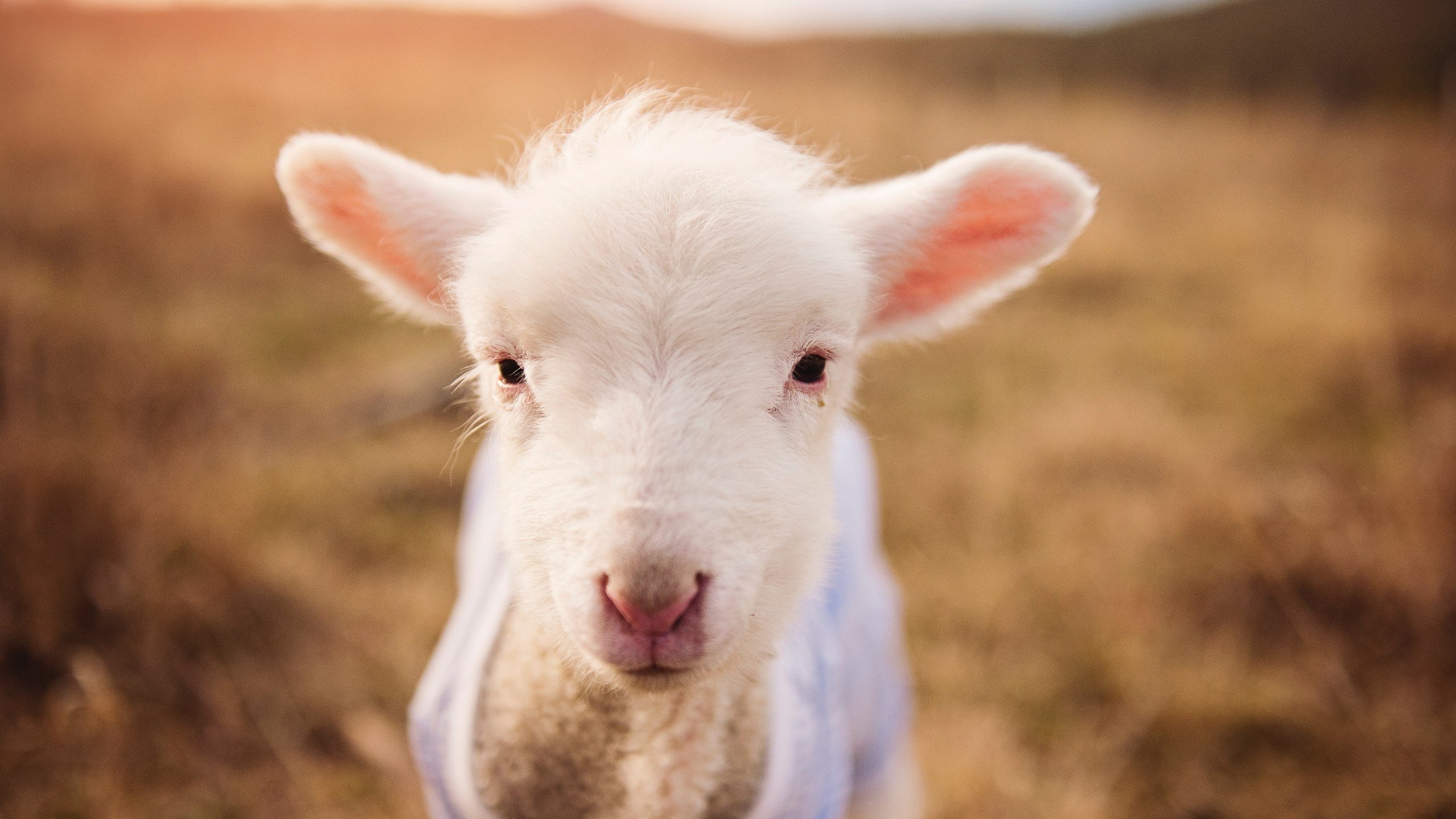 FB体育-中国足球传控比例变化趋势图,足球传控训练