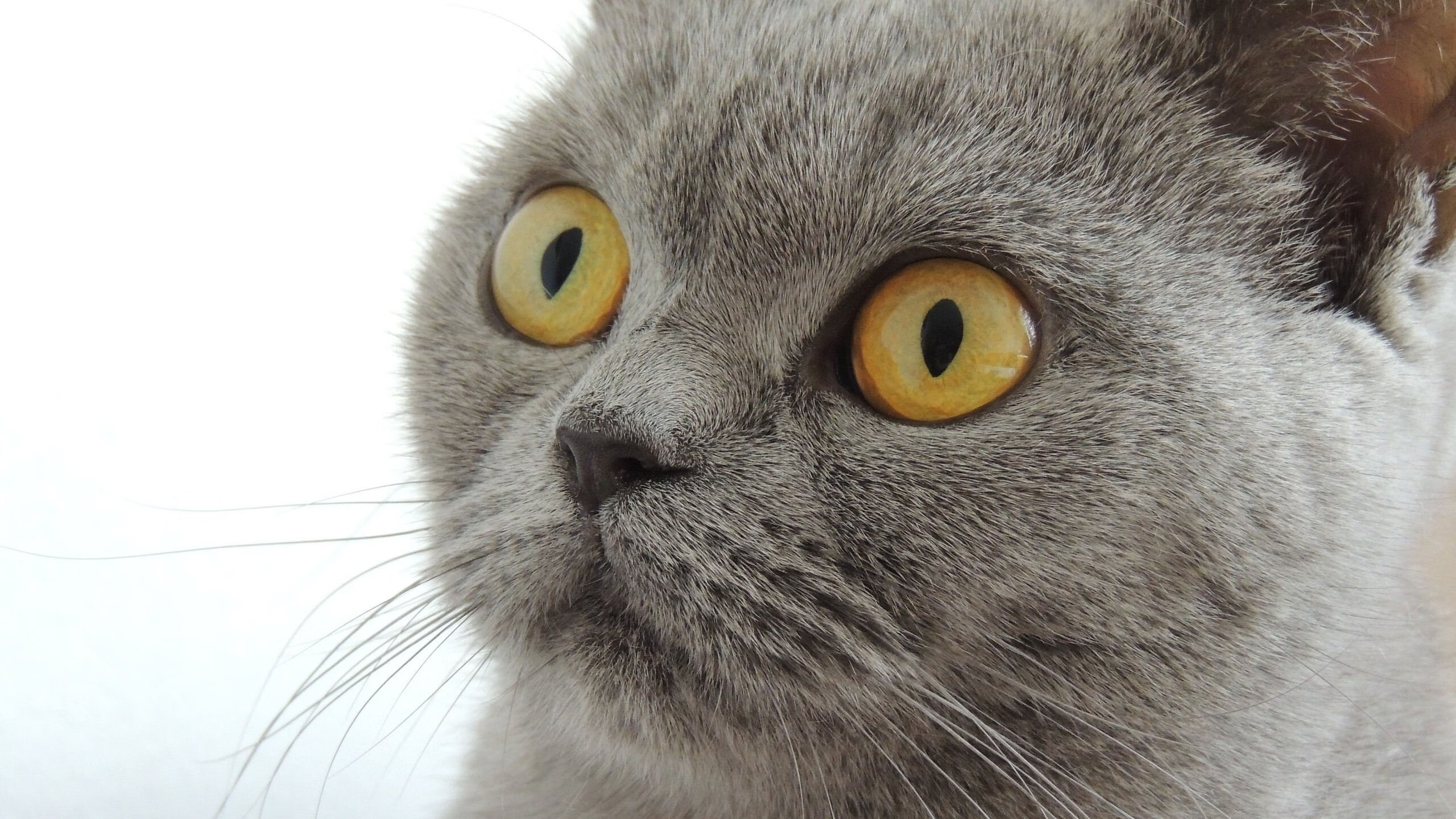 FBSPORTS-篮球运动员专项体能训练效果评价与提升策略,篮球项目体能训练计划