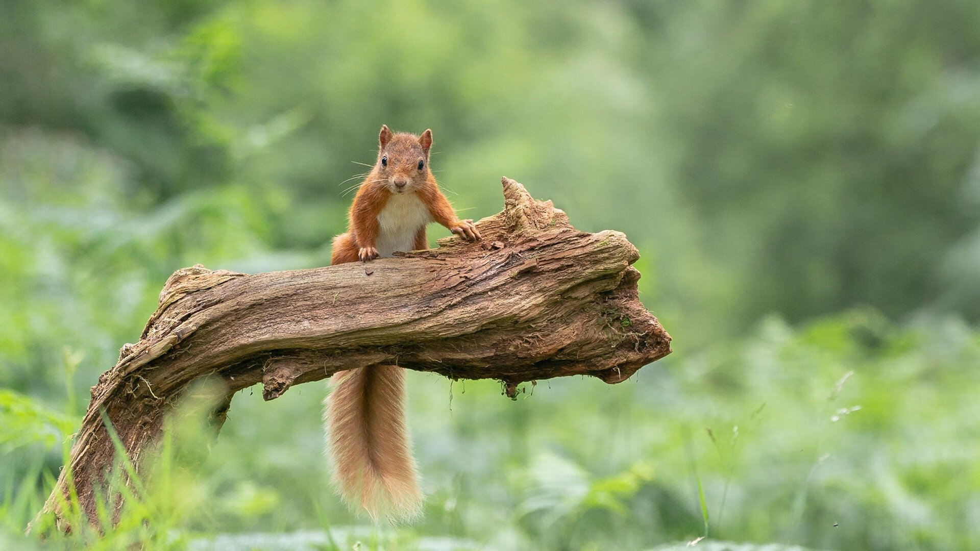 FB体育官网-中国女篮注重心理素质培养,中国女篮注重心理素质培养的原因