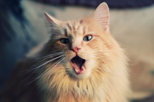 FB体育注册网址-南美风格对决西甲铁血战术,谁更胜?,南美风格对决西甲铁血战术,谁更胜一筹